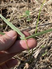 Vigna vexillata angustifolia