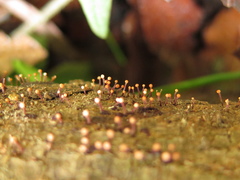 Stilbocrea gracilipes