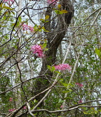 Rhododendron canescens