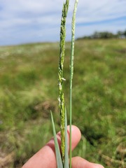 Eriochloa pseudoacrotricha