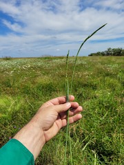 Eriochloa pseudoacrotricha