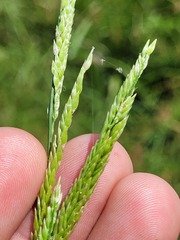 Eriochloa pseudoacrotricha