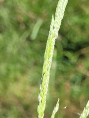 Eriochloa pseudoacrotricha