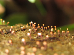 Stilbocrea gracilipes