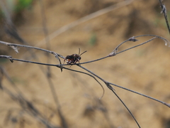 Pasites maculatus