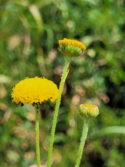Leiocarpa brevicompta