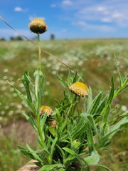 Leiocarpa brevicompta