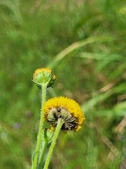 Leiocarpa brevicompta