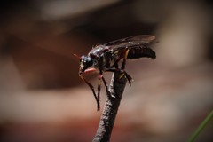 Daptolestes limbipennis