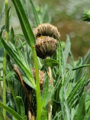 Leiocarpa brevicompta