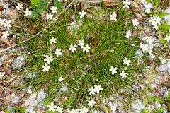 Arenaria grandiflora