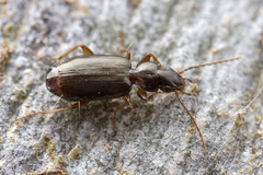 Microlestodes