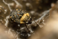 Ochterus