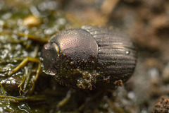 Onthophagus pexatus
