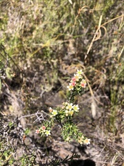 Diosma tenella