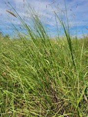 Panicum decompositum