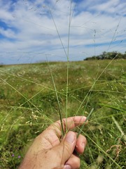 Panicum decompositum