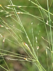 Panicum decompositum