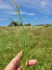 Panicum queenslandicum