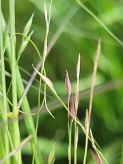 Panicum queenslandicum