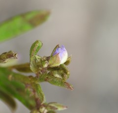 Polygala triflora