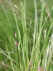Panicum queenslandicum