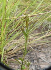 Polygala triflora