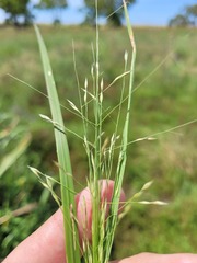 Panicum queenslandicum