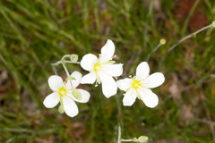 Arenaria grandiflora