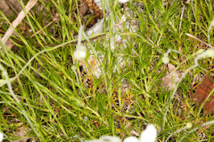 Arenaria grandiflora