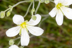 Arenaria grandiflora