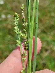 Setaria globoidea
