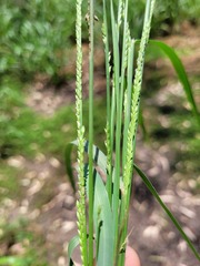 Setaria jubiflora