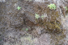 Sonchus daltonii