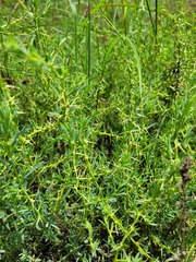 Sclerolaena muricata