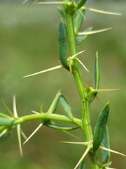 Sclerolaena muricata