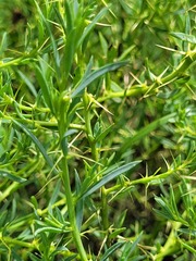 Sclerolaena muricata
