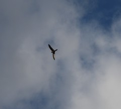 Aerodramus terraereginae