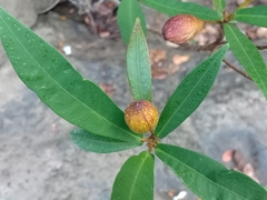 Melastoma sanguineum