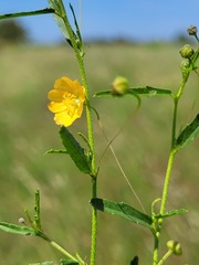 Sida trichopoda