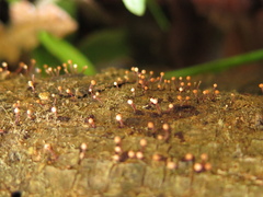 Stilbocrea gracilipes