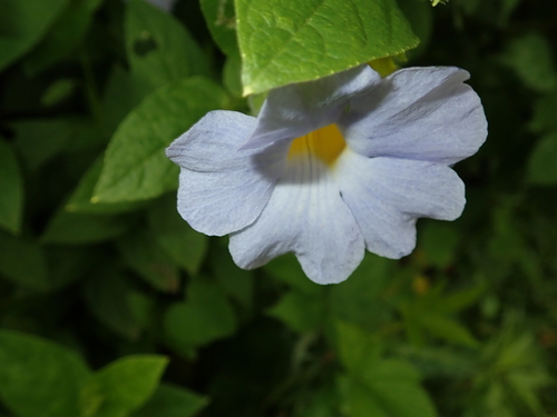 Thunbergia natalensis (Thunbergia natalensis)
