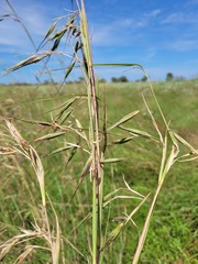 Themeda avenacea