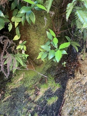 Atherosperma moschatum