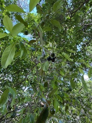 Elaeodendron melanocarpum