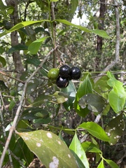 Elaeodendron melanocarpum