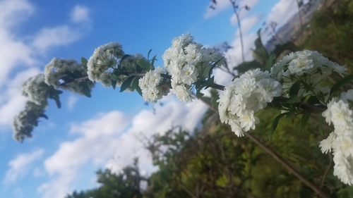 Spiraea prunifolia image