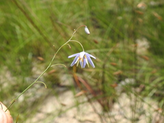 Dianella rara
