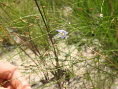 Dianella rara