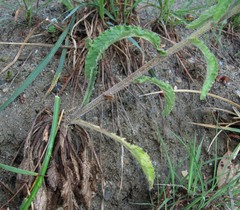 Campanula longistyla